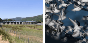 Barmouth area is a top birdwatching spot for winter and spring