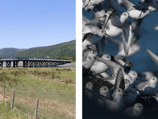 Barmouth area is a top birdwatching spot for winter and spring