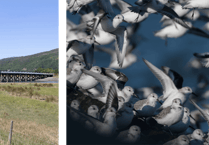 Barmouth area is a top birdwatching spot for winter and spring