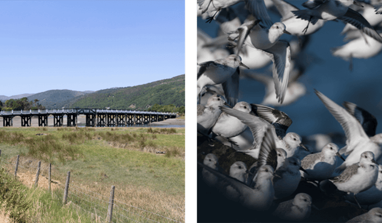 Barmouth has been chosen as a top spot for birdwatching this winter and spring