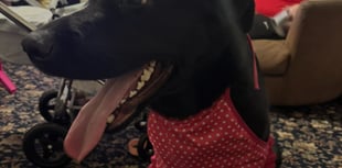 Heartbroken family's appeal to find missing dog Petrul