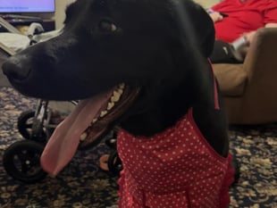 Heartbroken family's appeal to find missing dog Petrul