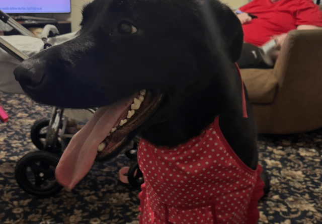 Heartbroken family's appeal to find missing dog Petrul