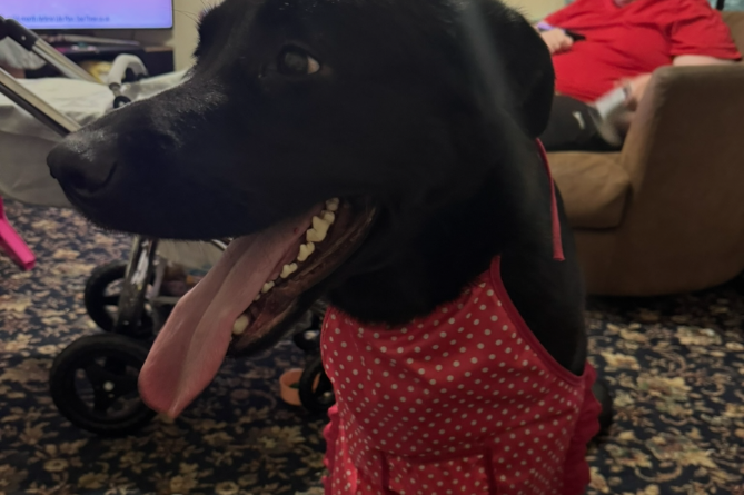 Petrul the Labrador cross