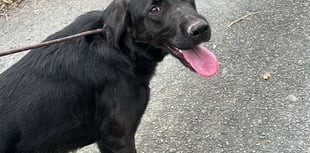 Missing dog Petrul returns home safe