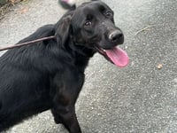 Missing dog Petrul returns home safe