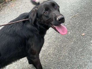 Missing dog Petrul returns home safe