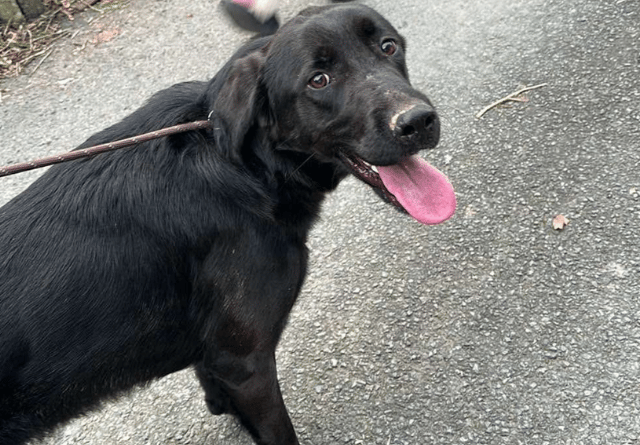 Missing dog Petrul returns home safe