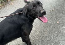 Petrul the dog found after weeks missing