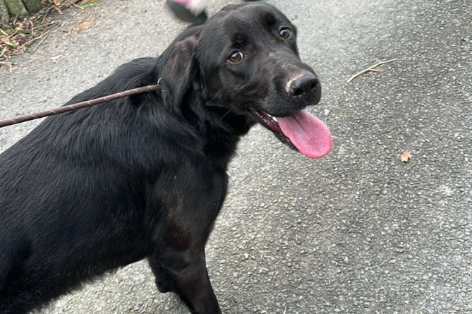 Petrul the dog has returned home