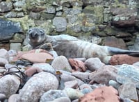 Seal pup travelled 120km in four days to Pembrokeshire