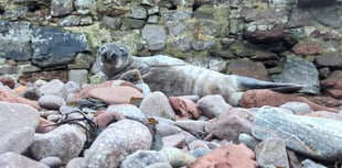 Seal pup travelled 120km in four days to Pembrokeshire
