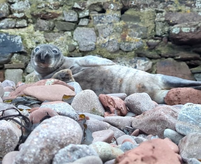 Seal pup travelled 120km in four days to Pembrokeshire
