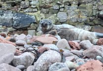 WATCH: Seal pup travelled 120km in four days from Cornwall to Pembrokeshire