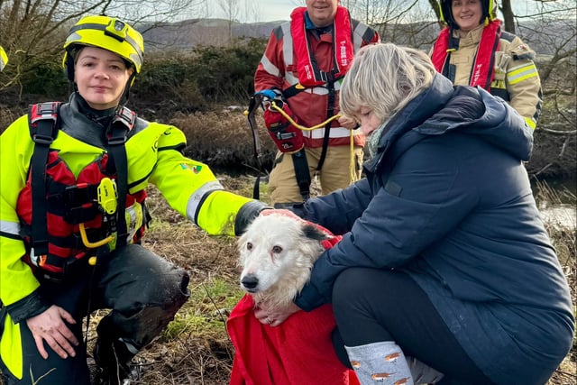 Mid Wales firefighters rescue Lizzie the Collie
