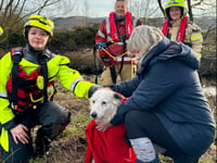 Mid Wales firefighters rescue Lizzie the Collie