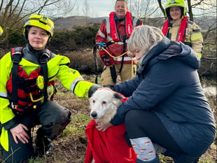 Mid Wales firefighters rescue Lizzie the Collie