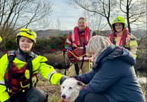 Mid Wales firefighters rescue Lizzie the Collie