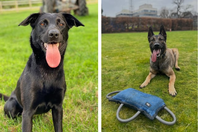 Gwynedd police dogs praised for car recovery