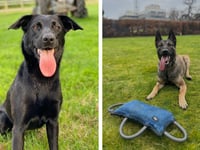 Gwynedd police dogs praised for car recovery