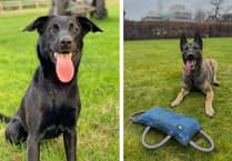 Hero Gwynedd police dogs recover stolen vehicle
