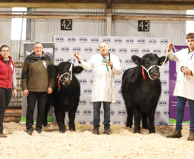 Strong trade at 70th Welsh Black Cattle Society Winter Show 