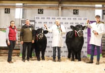 Strong trade at 70th Welsh Black Cattle Society Winter Show
