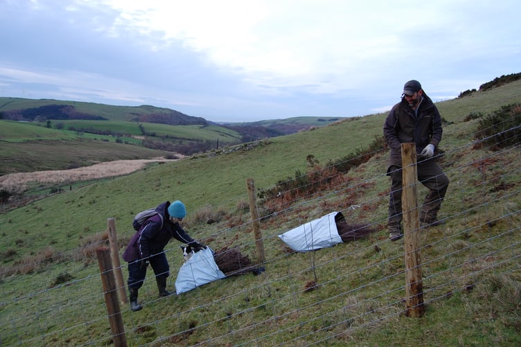 Rhodri (right) and his mum Monica Lloyd-Williams planting trees on the upper hills of their land.