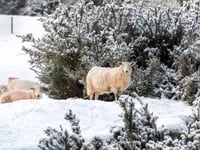 Picture This: Cambrian News readers capture winter
