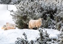 Picture This: Cambrian News readers capture winter