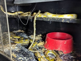 Couple jailed after RSPCA inspectors discovered house of horrors