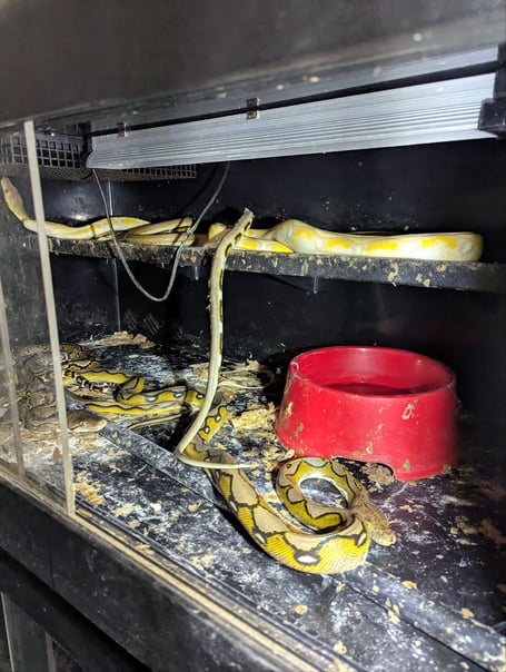 Fifty-two dogs and exotic animals found in filthy conditions with some suffering