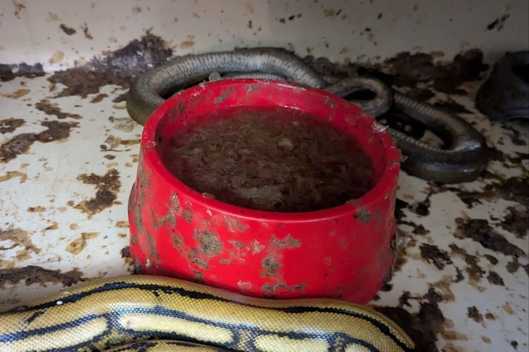 In total 17 live snakes, one tortoise, one gecko, one monitor lizard were taken into possession by police and were handed into the care of the RSPCA. 