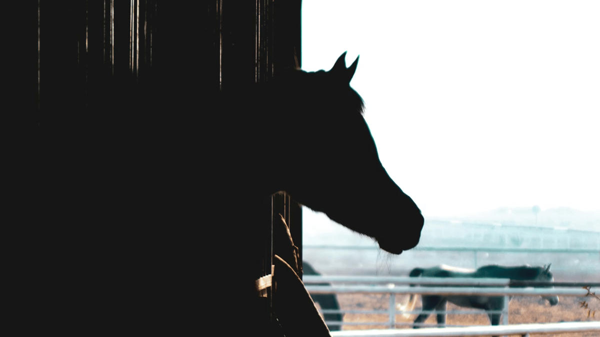Plans to keep horses in Nebo approved