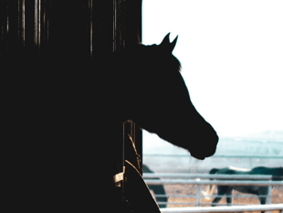 Plans to keep horses in Nebo approved