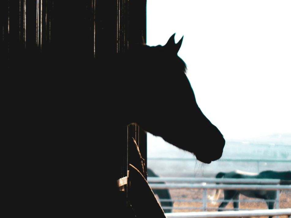 Plans to keep horses in Nebo approved