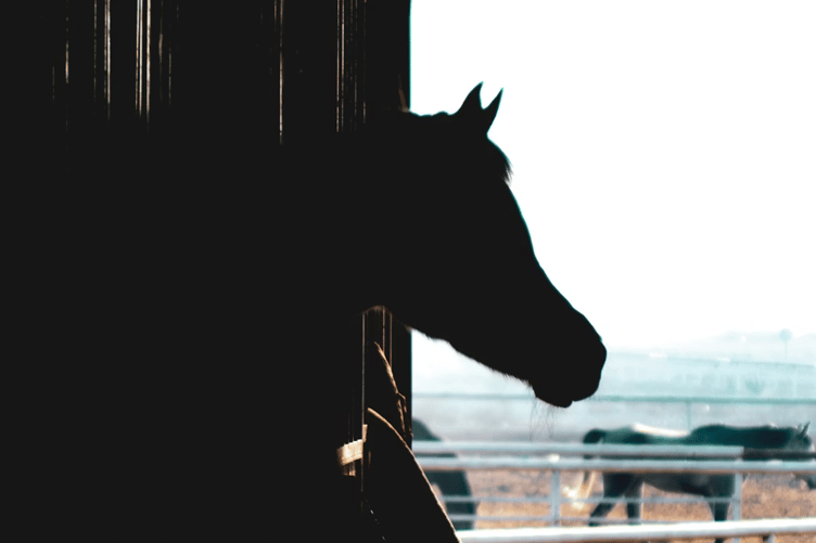 Horse stock image