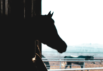 Plans to keep horses in Nebo approved