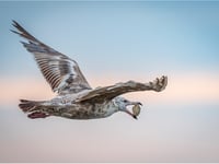  We need to take better care of our seagulls