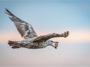  We need to take better care of our seagulls