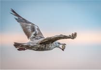 Elly Foster: We do need to take better care of our seagulls