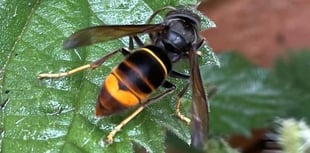 Darganfod y gacynen felyngoes yng Nghymru am y tro cyntaf
