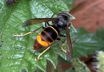 Darganfod y gacynen felyngoes yng Nghymru am y tro cyntaf