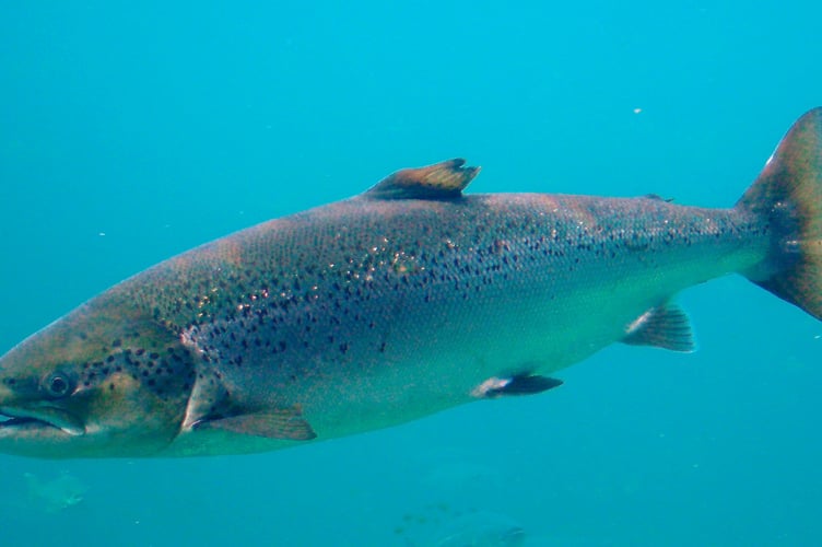 Atlantic salmon in Welsh rivers have been affected by falling water quality and changing river conditions