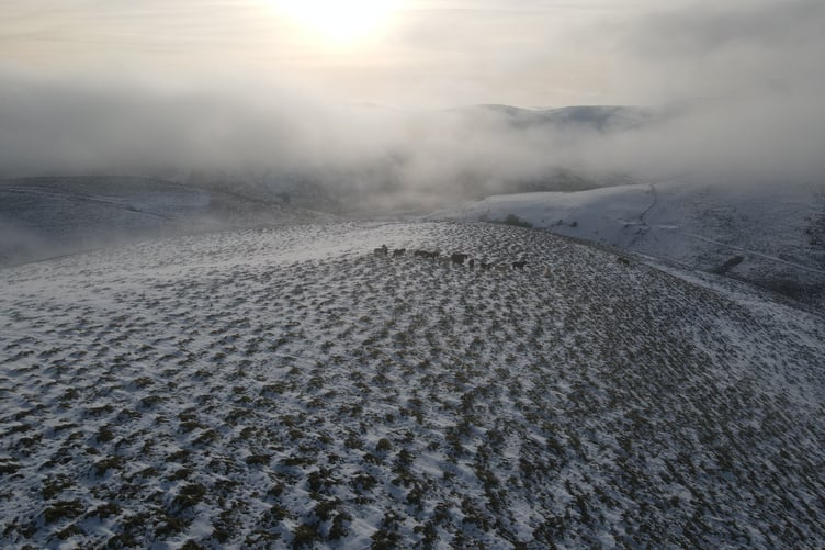 Free-roaming Welsh mountain ponies - who are part of a mix of large herbivores who will drive restoration works - enjoying the snow in the upper Cwm Doethïe.
