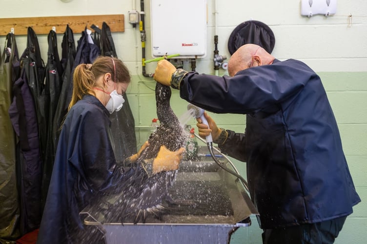 Wildlife Supervisor Paul Oaten and Wildlife Assistant Charlotte Dix wash a juvenile Gannet at RSPCA West Hatch wildlife centre