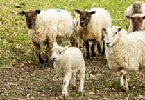 Lamb warning following increase in illness cases