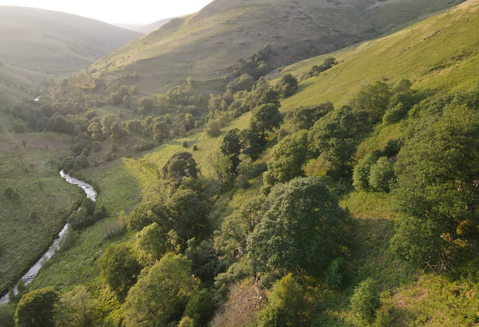 Farmers union hits out at Wales' largest rewilding scheme
