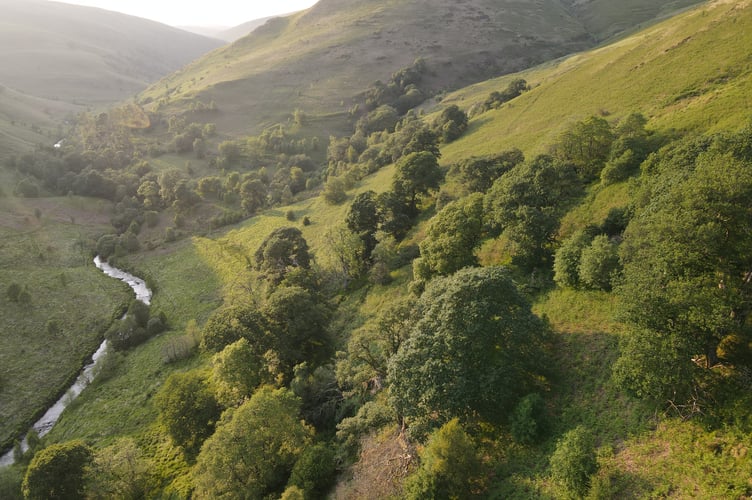 Cwm Doethïe wood pasture, ancient oaks and degraded heathland.