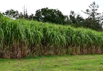 Aber scientists make breakthrough in bid to tackle climate change